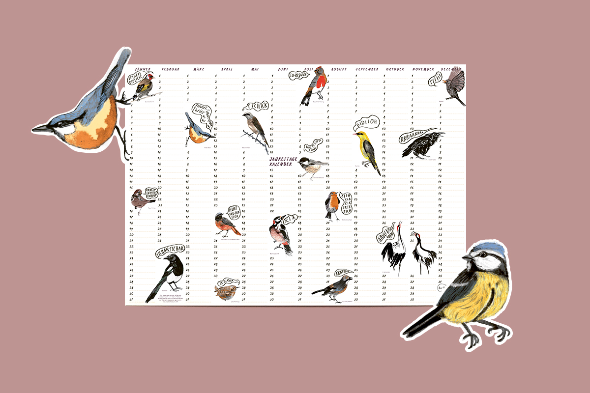 Kalender mit 16 Vogelarten illustriert | Silke Müller Illustration